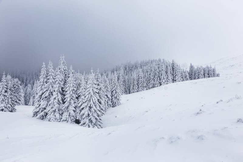雪山草甸松树冬景神秘的雾林库存照片 图片包括有道路 瑞姆 草甸 草坪 奥秘 圣诞节 雪山草甸松树冬景神秘的雾林库存照片 图片包括有道路 瑞姆 草甸 草坪 奥秘 圣诞节