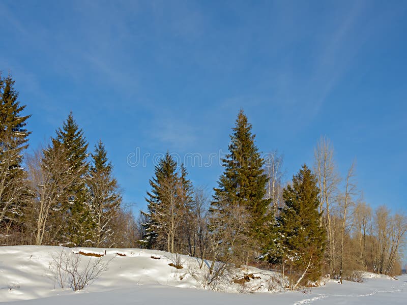雪山边缘冬季针叶树库存照片 图片包括有结构树 灌木 落叶 包括 神仙 海岸 针叶树 雪山边缘冬季针叶树库存照片 图片包括有结构树 灌木 落叶 包括 神仙 海岸 针叶树