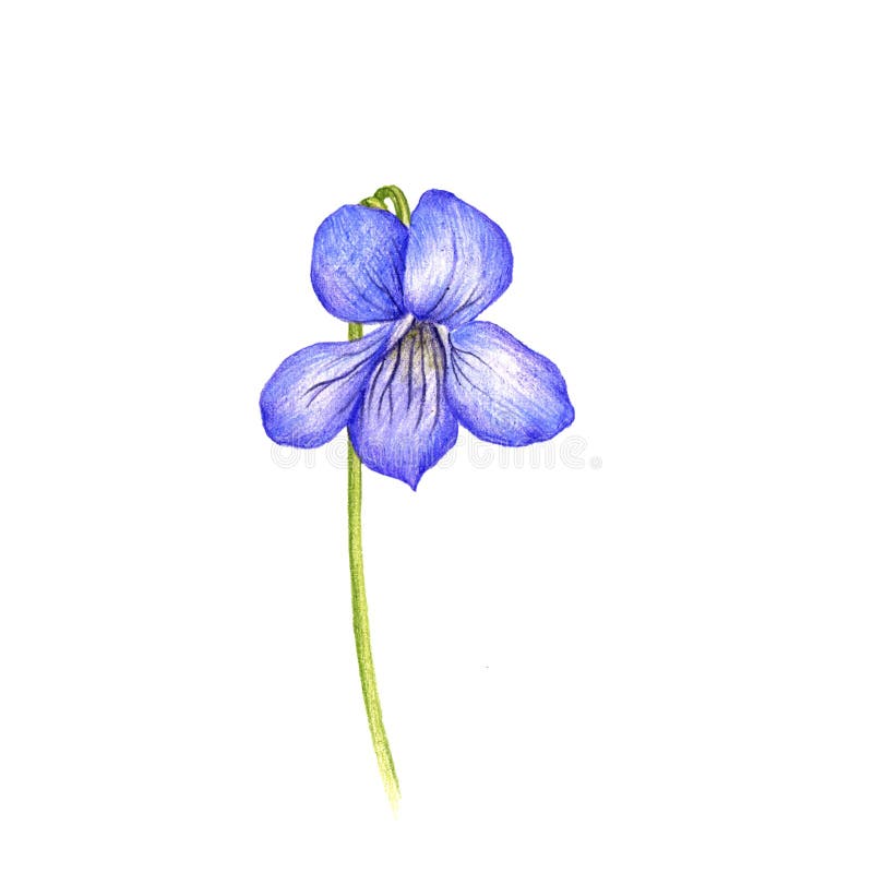 青紫花 彩色铅笔画库存例证 插画包括有例证 铅笔 自然 本质 工厂 绽放 艺术 植物群 青紫花 彩色铅笔画库存例证 插画包括有例证 铅笔 自然 本质 工厂 绽放 艺术 植物群