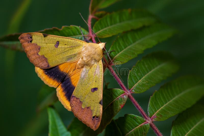 Green Drab Moth Ophiusa Tirhaca 库存图片 图片包括有关闭 特殊 Green Drab Moth Ophiusa Tirhaca 库存图片 图片包括有关闭 特殊
