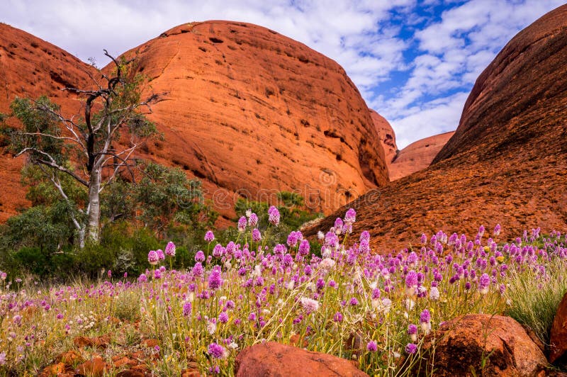 风野花uluru Kata Tjuta国家公园的谷库存图片 图片包括有沙漠 五颜六色 本质 旅行