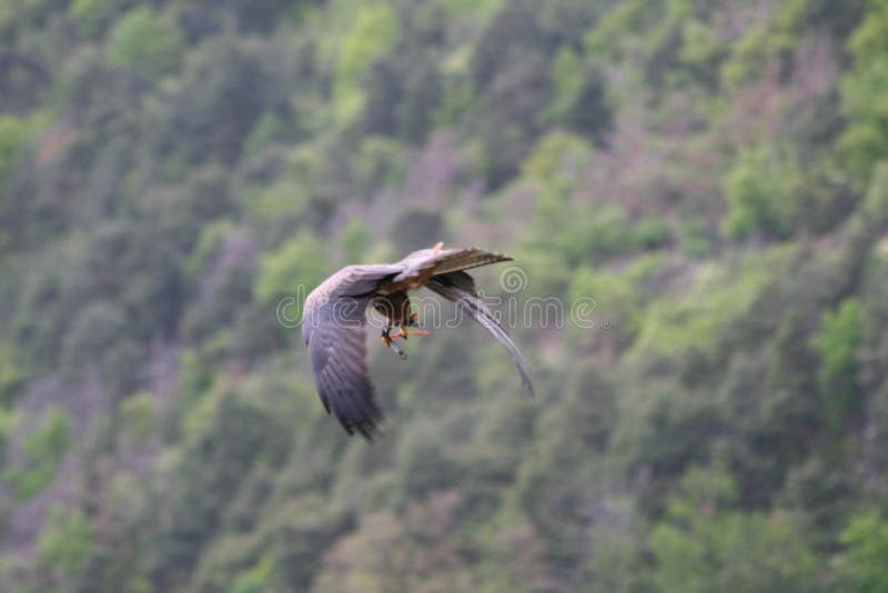 飞行中的猛禽类 就像有开翅的鹰库存照片 图片包括有自然 羽毛 庄严 双翼飞机 猎人 题头
