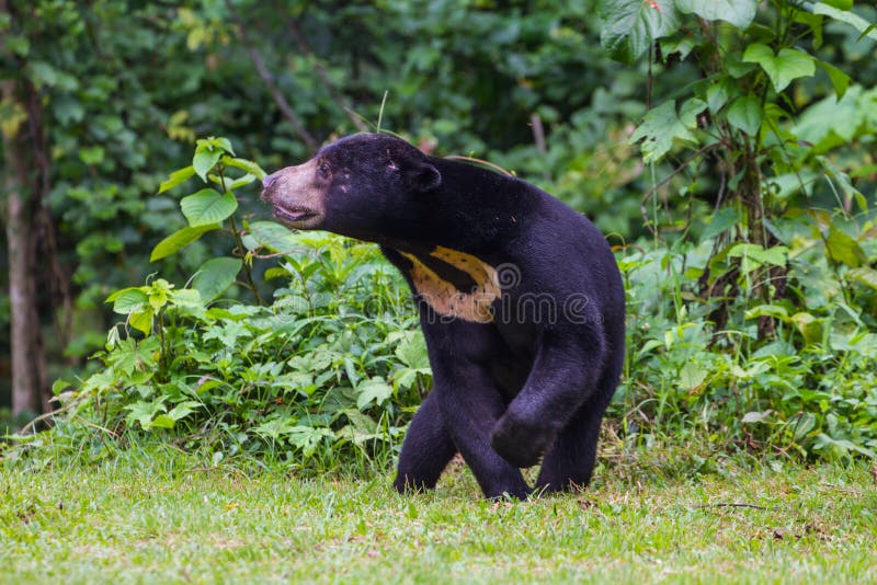 马来亚太阳熊 蜂蜜熊熊属类malayanus 库存图片 图片包括有马来亚太阳熊 蜂蜜熊熊属类malayanus