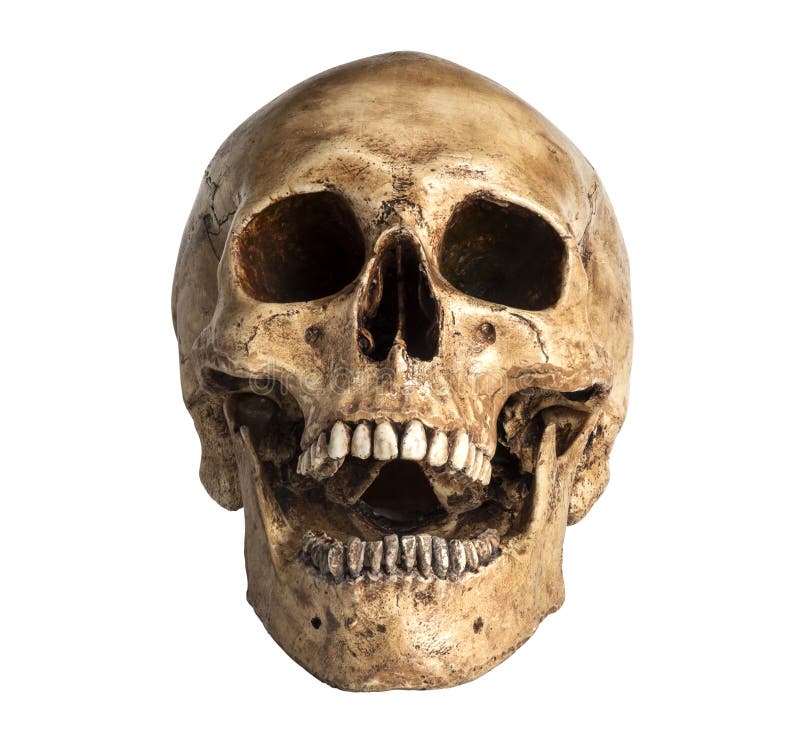 头骨模型库存图片. 图片包括有朽烂, 空白, 背包, 医疗, 冷面, 人力, 头骨, 开放, 概要- 39643533
