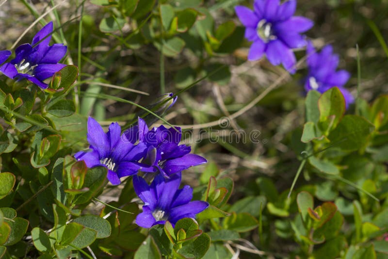 高山植物 Gentiana Nivalis 一点fatra 斯洛伐克库存图片 图片包括有 高山植物 Gentiana Nivalis 一点fatra 斯洛伐克库存图片 图片包括有