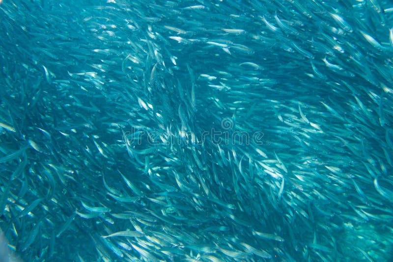 沙丁鱼群库存照片 图片包括有水下 色泽 群落 生物 更多 沙丁鱼 许多 游泳 水族馆 沙丁鱼群库存照片 图片包括有水下 色泽 群落 生物 更多 沙丁鱼 许多 游泳 水族馆