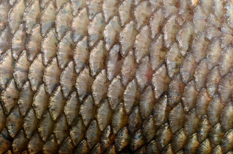 鱼鳞特写 真实海底鱼鳞背景库存图片 图片包括有仿造 新鲜 鳞状 没人 捕鱼 水生 宏指令