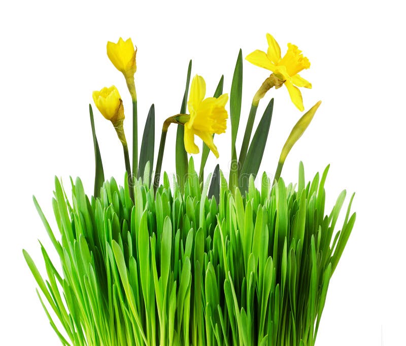 鲜绿草与黄水仙花春缘库存图片 图片包括有鲜绿草与黄水仙花春缘