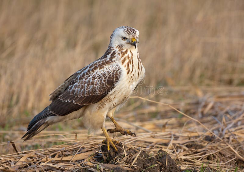 鵟鸟肉食库存照片 图片包括有