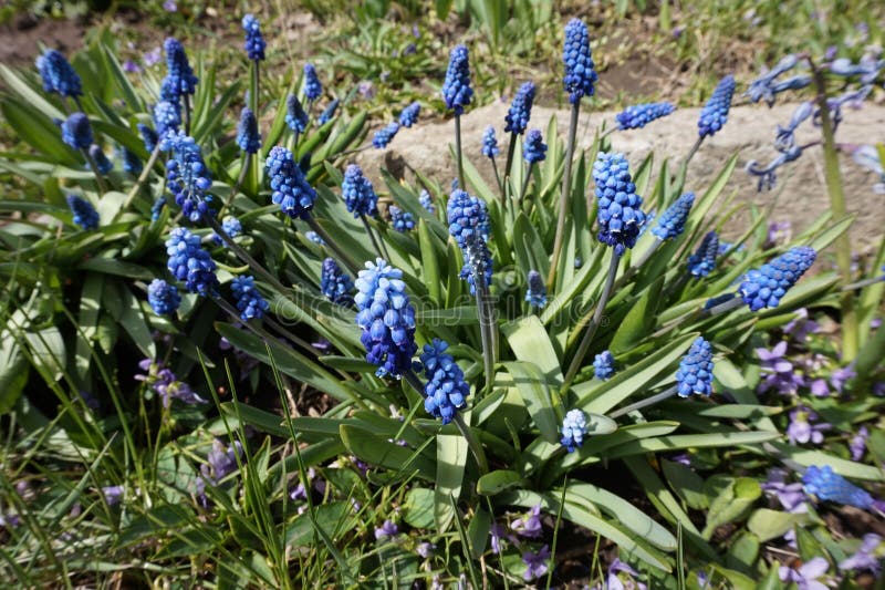 麝香花在花园花坛上绽放库存图片 图片包括有开花 绿色 自然 特写镜头 风信花 蓝色 关闭