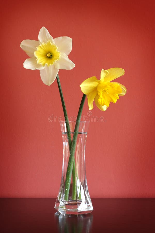 91％以上節約 黄色の花瓶の水仙 A4 スコットランド