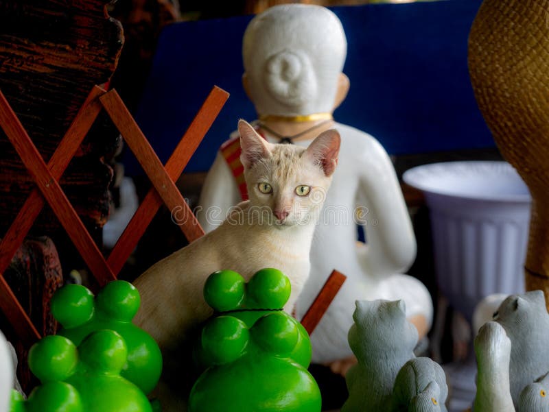 黄猫旁的黄眼猫 库存图片 图片包括有心房 女性 哺乳动物 懒惰 酒精 滑稽 国内