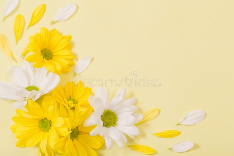 黄色背景中的黄白色菊花库存图片 图片包括有自治权 构成 格式 菊花 复制 位置 生日 黄色背景中的黄白色菊花库存图片 图片包括有自治权 构成 格式 菊花 复制 位置 生日