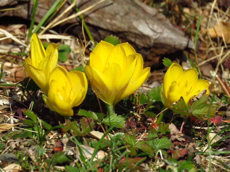黄芙蓉秋冬水仙第一秋黄花番红花库存图片 图片包括有适当 首先 花卉 通配 黄水仙 冬天
