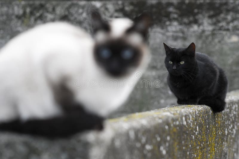 花园外叶子上的暹罗猫和黑猫库存照片 图片包括有布里曼 叶子 上升 伙计 结构树 绿色
