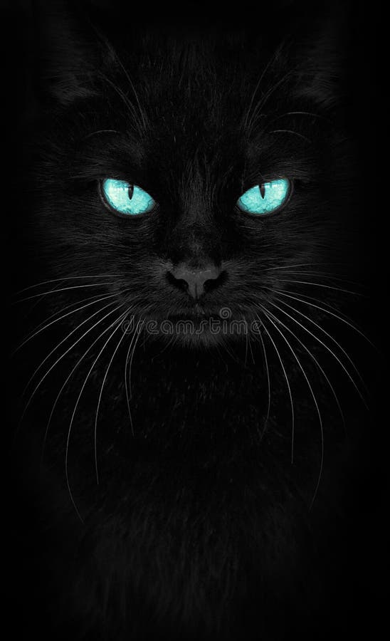 黑猫看镜头 猫肖像特写蓝眼睛冷酷库存照片 图片包括有国内 查出 黑暗 生物 题头 没人