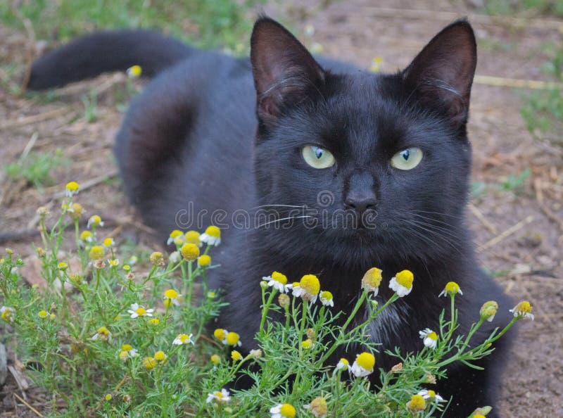 黑猫花甘菊外面的小猫库存图片 图片包括有外面 查找 投反对票 庭院 哺乳动物 春黄菊