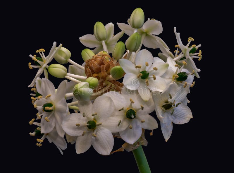 星形繁缕野花簇库存图片 图片包括有花瓣 用具 绽放 鹅肠菜 蓝色 叶子 大使 森林