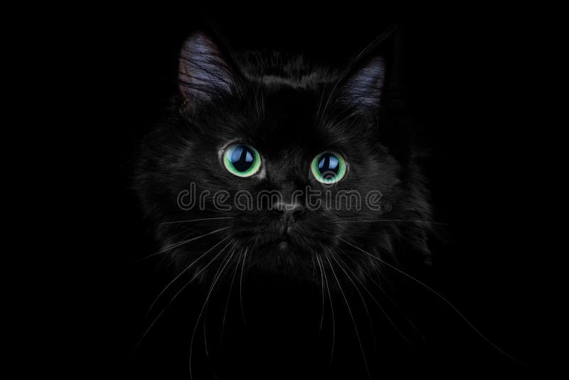 黑色背景中的黑猫库存图片 图片包括有 黑色背景中的黑猫库存图片 图片包括有