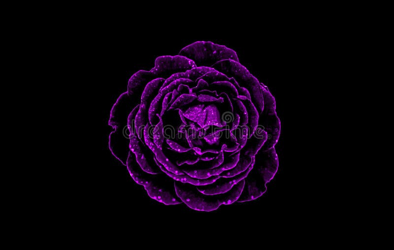 黑色背景中突显的一朵耀眼的紫玫瑰库存照片 图片包括有织地不很细 玫瑰 模式 投反对票 曲线