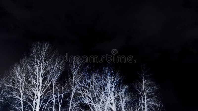 黑黑天背景下亮白光无叶树冠悲伤的神秘 神秘的心情 森林概念库存照片 图片包括有哀伤 盖子