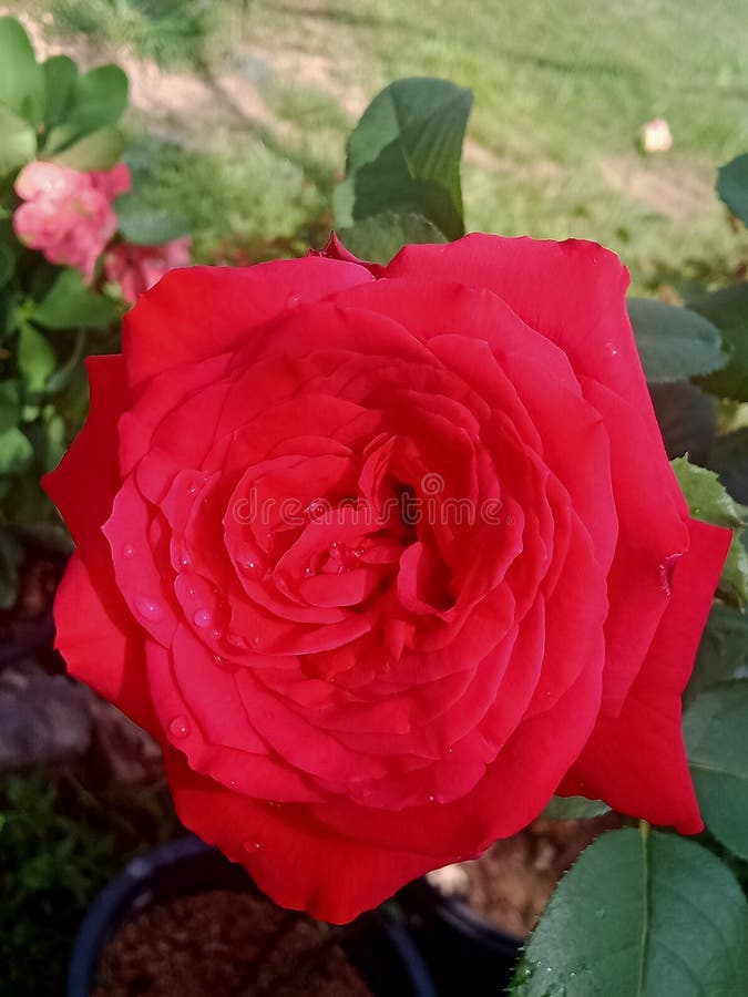 🌹 rose 💕🌹 stock photo. Image of peony, rose, plant, shrub - 255131442