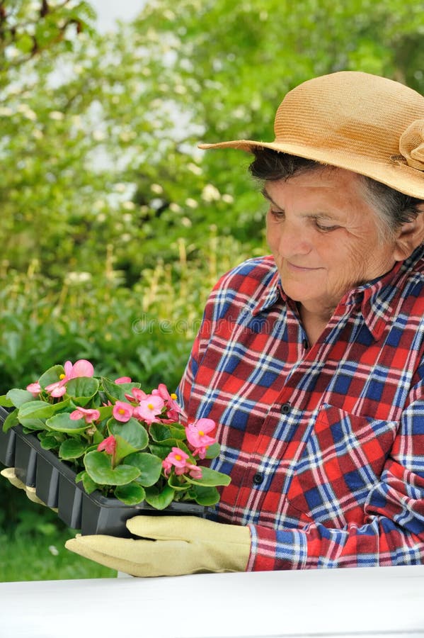 Ältere Frau Im Garten Arbeitend Stockbild Bild von