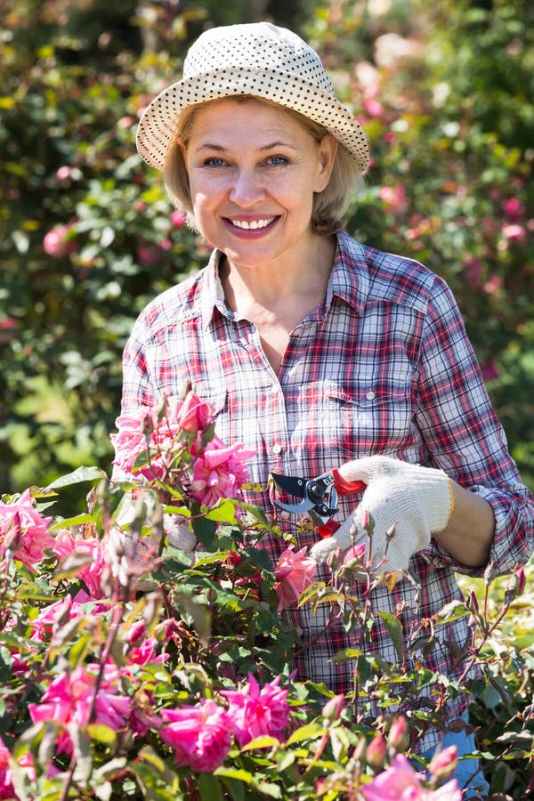 Im Garten Arbeitende Rote Rosen Der Frau Und Halten Von