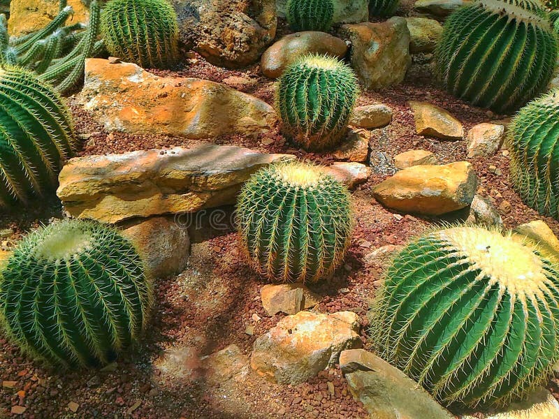 Un Cactus Es Una Clase De Una Planta Adaptada A Los Climas Calientes