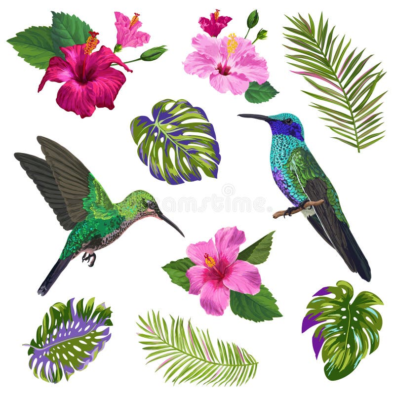  del colibrí, de HibisÑ de la acuarela nosotros flores y hojas de palma tropicales Pájaros exóticos dibujados mano de Colibri y ilustración del vector del colibrí, de HibisÑ de la acuarela nosotros flores y hojas de palma tropicales Pájaros exóticos dibujados mano de Colibri y ilustración del vector