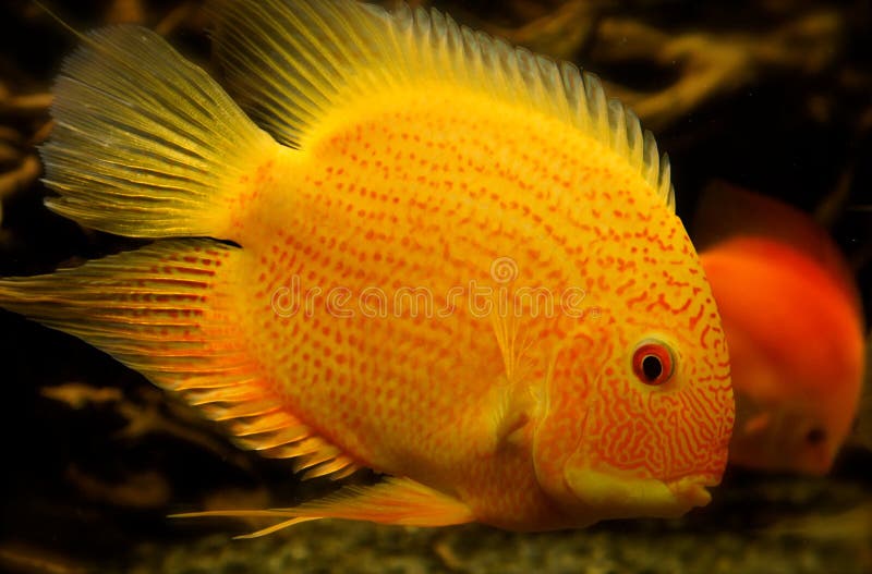 för papegojaCichlidfiskar (bloda ner papegojan, parrotfishen) royaltyfria foton
för papegojaCichlidfiskar (bloda ner papegojan, parrotfishen) royaltyfria foton