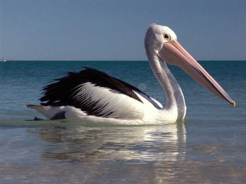 0022 pelican