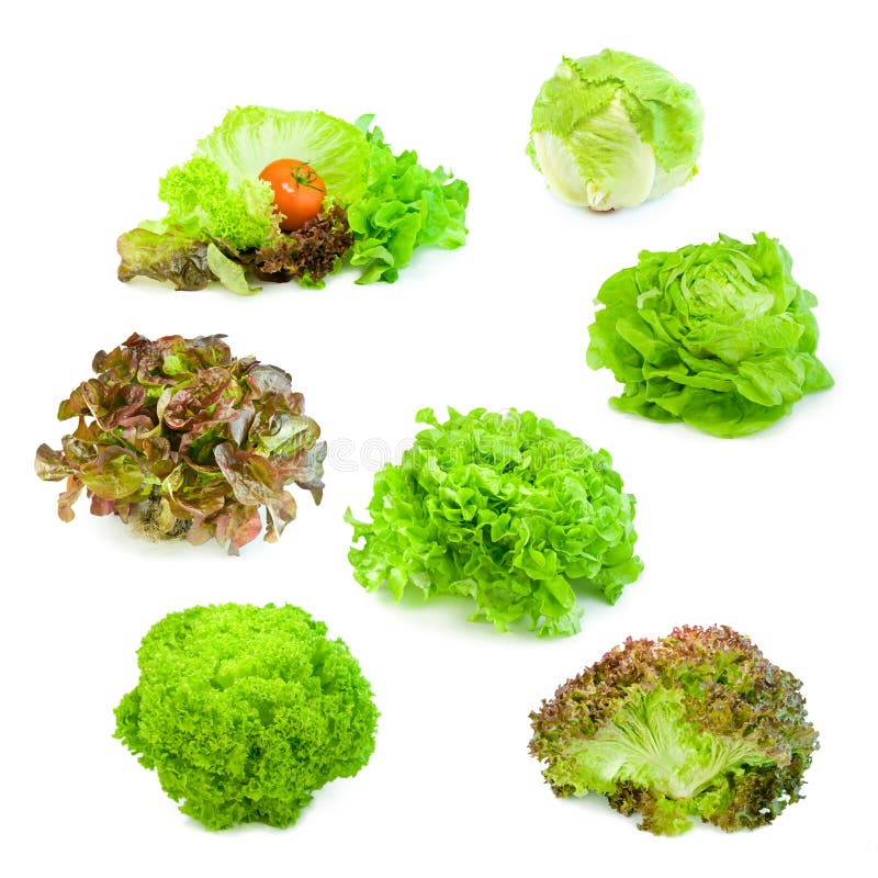 Green and red salad collection isolated on white background. Green and red salad collection isolated on white background