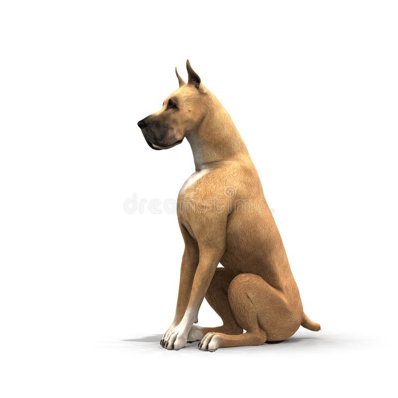 Great Dane. This VERY large dog is a proud and statuesque creature, presented here in a variety of poses and views. Great Dane. This VERY large dog is a proud and statuesque creature, presented here in a variety of poses and views.