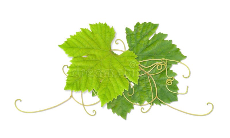 Grape leaves composite with path. Grape leaves composite with path