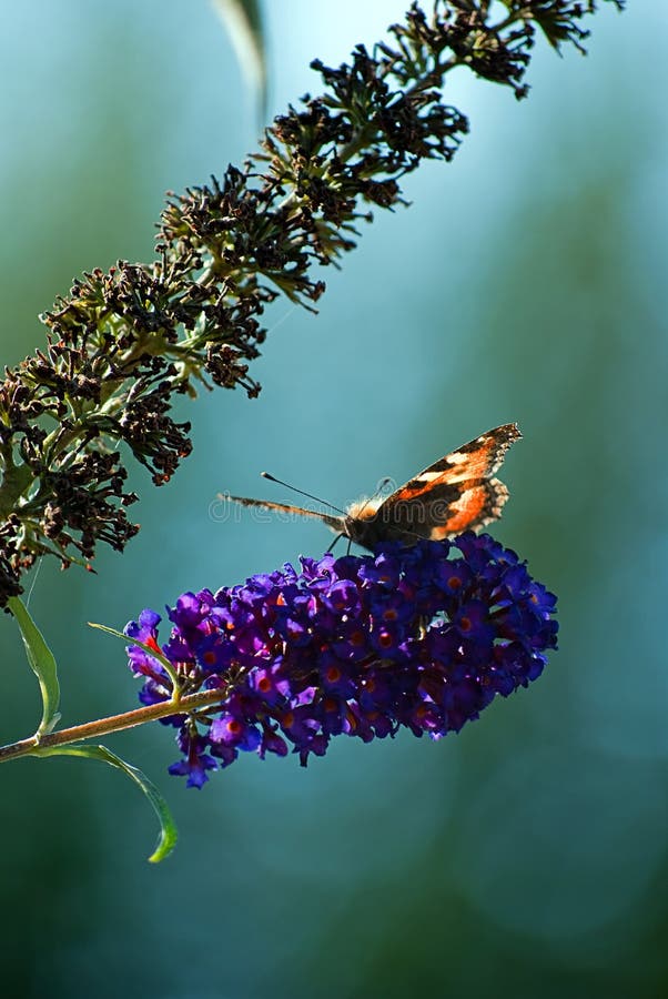 A red admiral butterfly rests and feeds from a lovely purple flower. A red admiral butterfly rests and feeds from a lovely purple flower.
