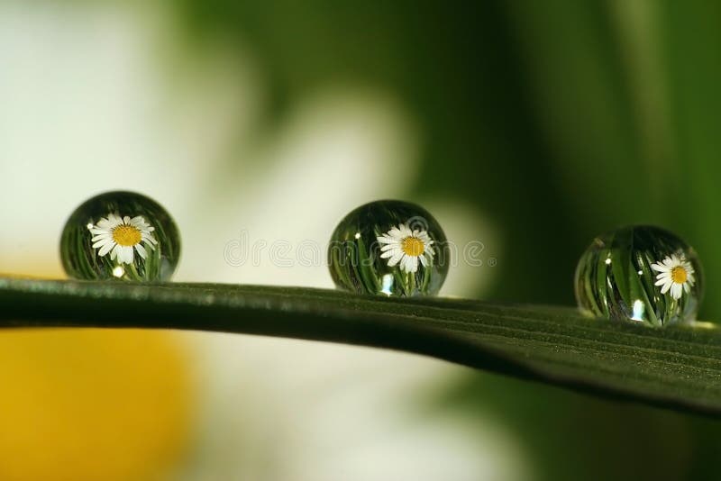  3gotas sobre el césped pequeno margarita para.