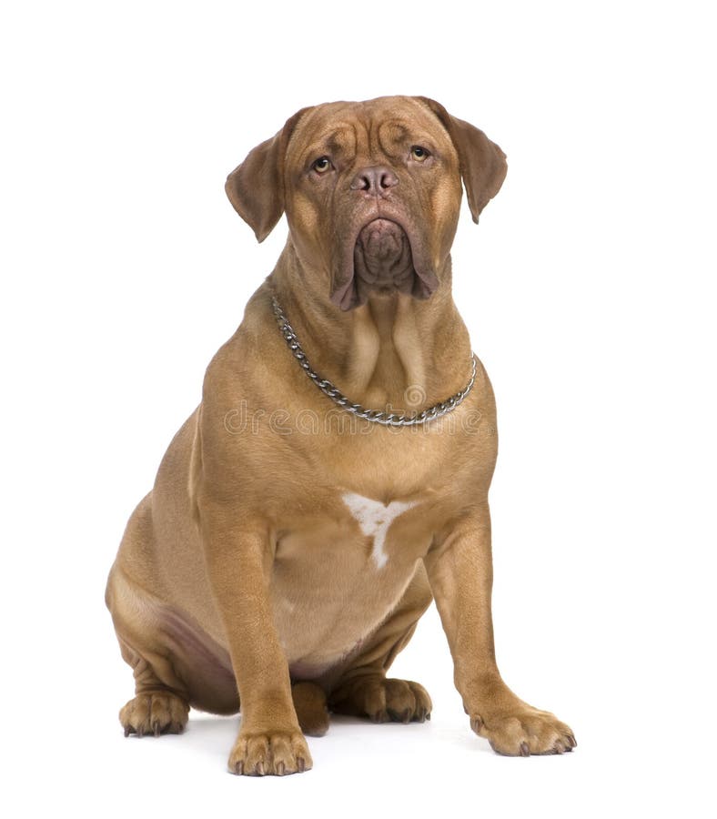 Dogue de Bordeaux (1.5 years) in front of a white background. Dogue de Bordeaux (1.5 years) in front of a white background