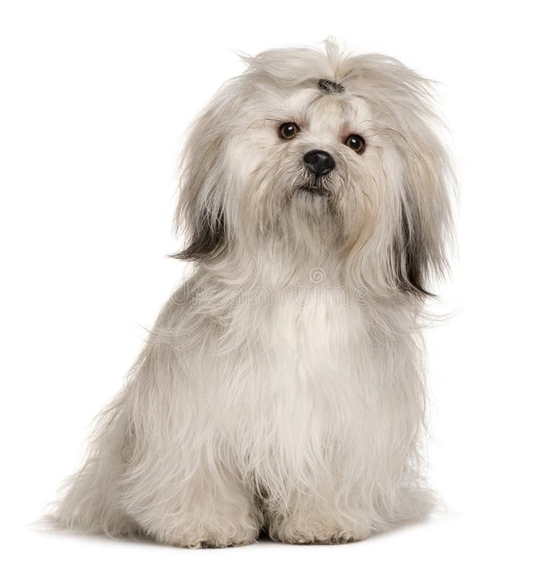 Lhasa Apso, 1 year old, sitting in front of white background. Lhasa Apso, 1 year old, sitting in front of white background