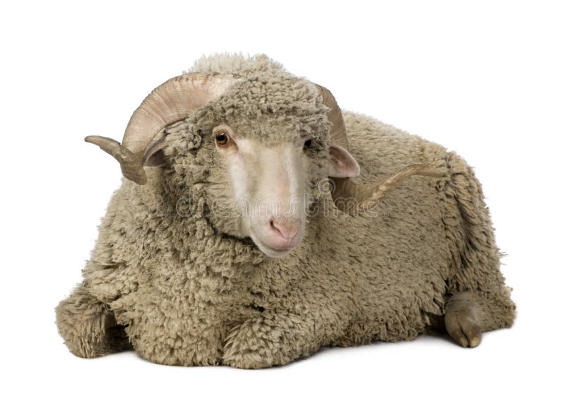 Arles Merino sheep, ram, 1 year old, sitting in front of white background. Arles Merino sheep, ram, 1 year old, sitting in front of white background