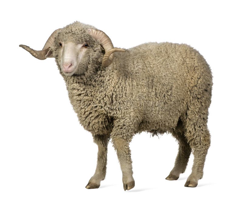 Arles Merino sheep, ram, 1 year old, standing in front of white background. Arles Merino sheep, ram, 1 year old, standing in front of white background