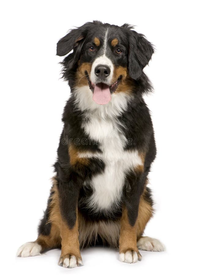 Bernese mountain dog (1 year) in front of a white background. Bernese mountain dog (1 year) in front of a white background