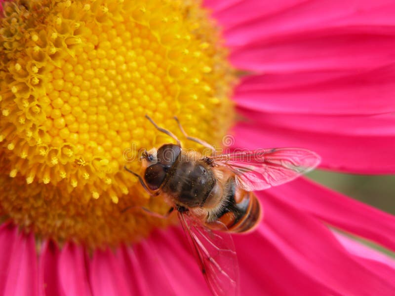 1 biblommapink arkivbild 1 biblommapink arkivbild