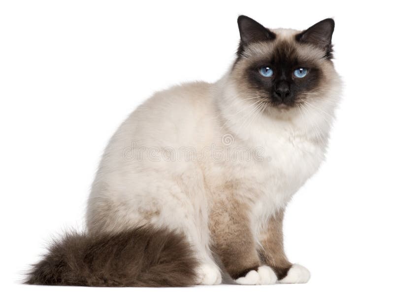 Birman cat, 1 year old, sitting in front of white background. Birman cat, 1 year old, sitting in front of white background