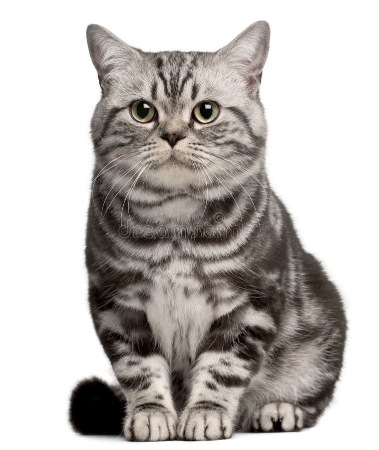 Brazilian Shorthair cat, 1 year old, sitting in front of white background. Brazilian Shorthair cat, 1 year old, sitting in front of white background