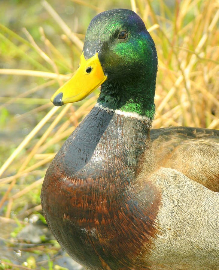 Male mallard duck. Male mallard duck.