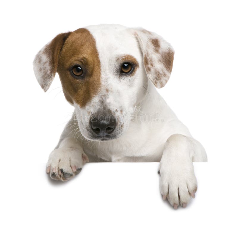 Jack Russell terrier, 1 year old, against white background. Jack Russell terrier, 1 year old, against white background