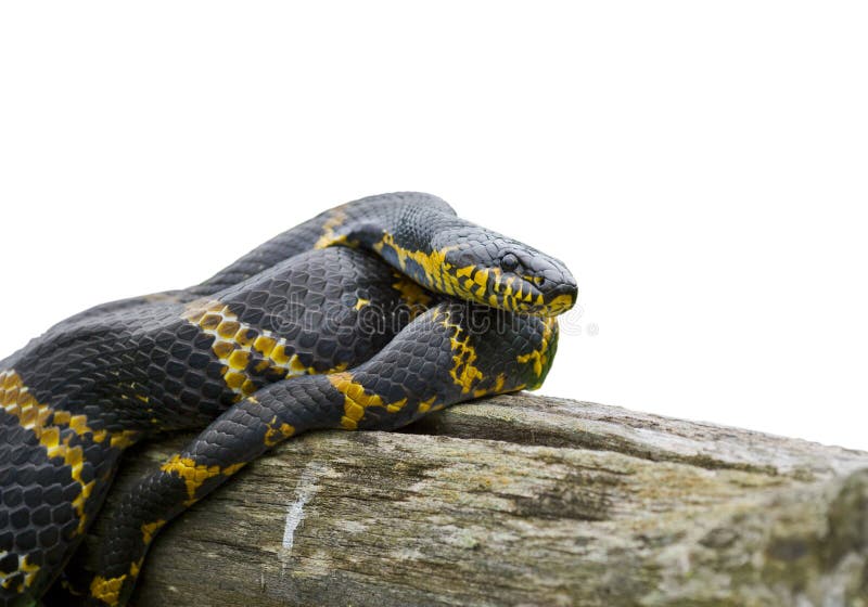 A close-up of Schrenck's rat snake (Elaphe schrenckii) on log. A close-up of Schrenck's rat snake (Elaphe schrenckii) on log.