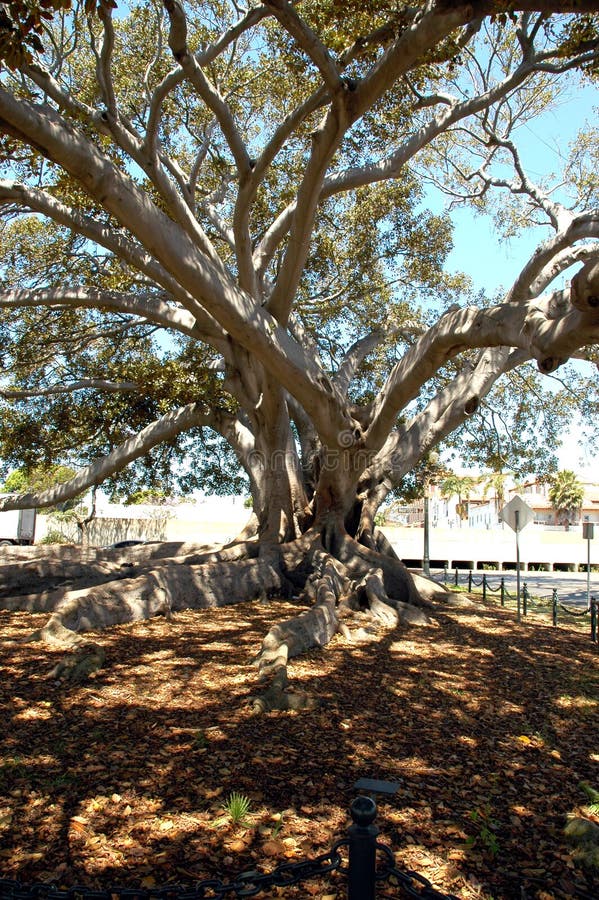Download 1 figtree fotografering för bildbyråer. Bild av kalifornien - 38523