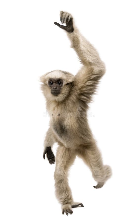 Young Pileated Gibbon, 1 year old, Hylobates Pileatus, walking in front of white background. Young Pileated Gibbon, 1 year old, Hylobates Pileatus, walking in front of white background